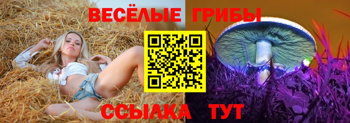 Находка  Псилоцибиновые грибы Cubensis  Вход с VPN 